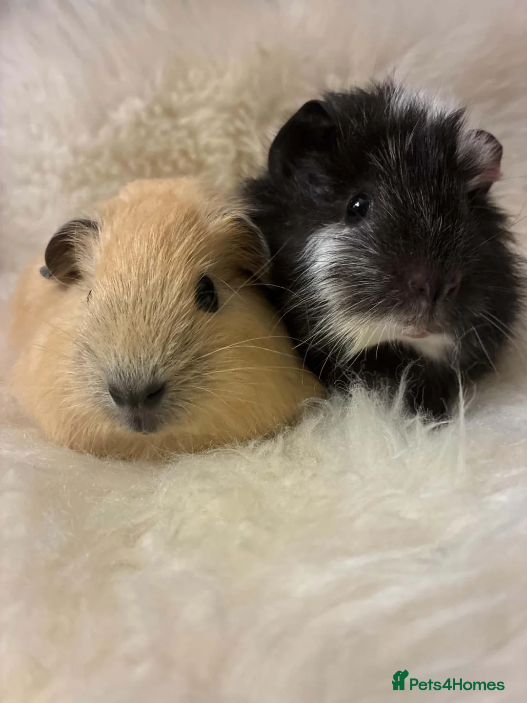 Guinea Pig rodents for sale: Baby Guinea pigs in Bristol - Advert 1