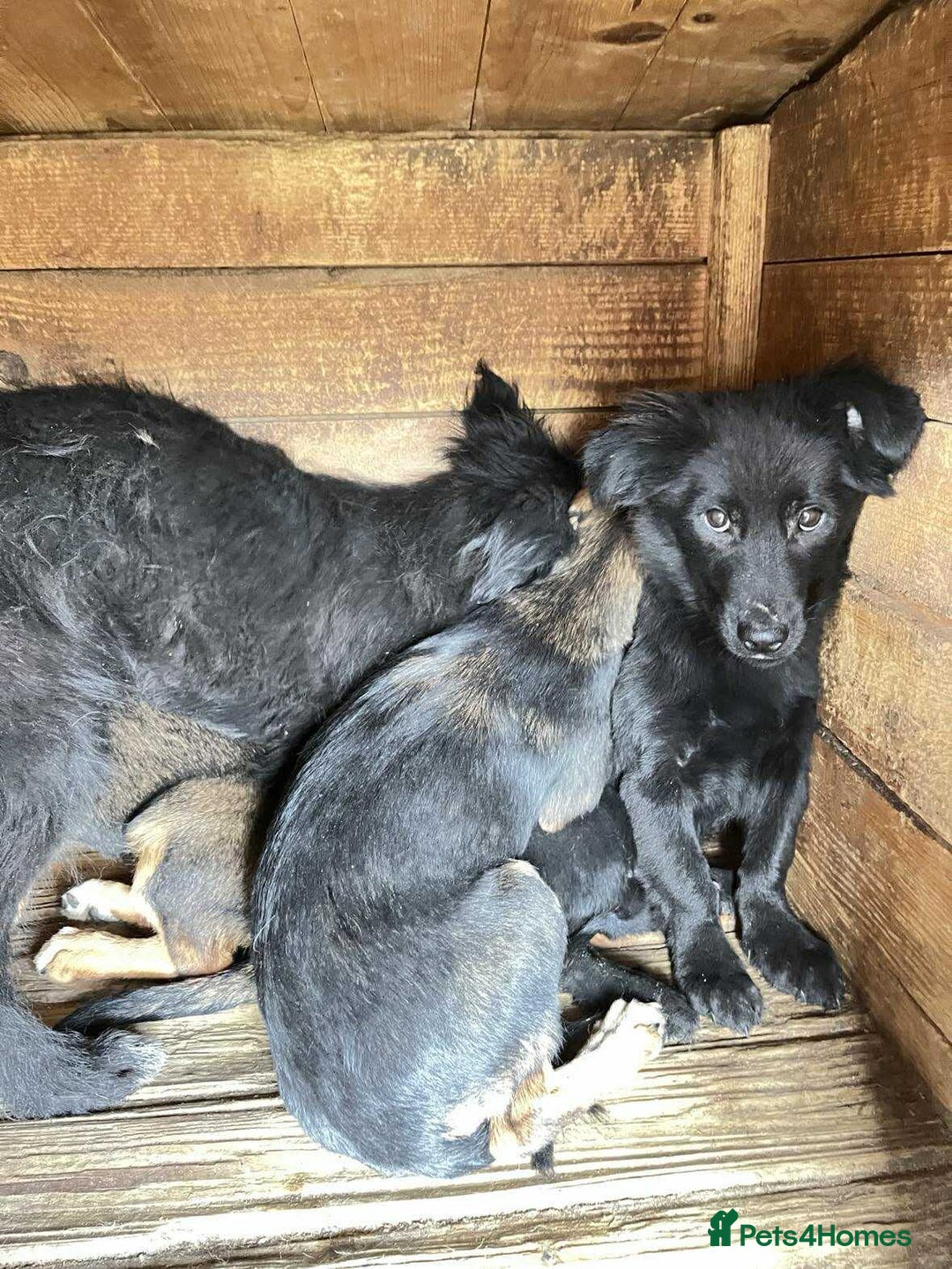 Mixed Breed dogs for adoption: Morgan - Ipswich Suffolk  - Advert 8