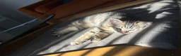 Mixed Breed cats for sale: British short hair/bengal tabby kitten - Advert 7