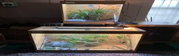 Chameleon reptiles for sale: Yemen Chameleon + Vivarium Setup Kit - Advert 12