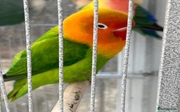 Lovebirds birds for sale: Lovebirds for sale  - Advert 8