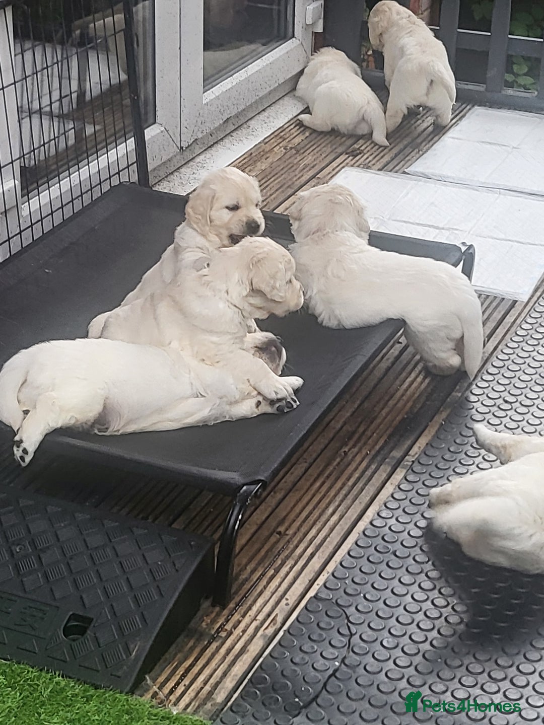Golden Retriever dogs for sale: CHUNKY CREAM PUPPIES  - Image 3