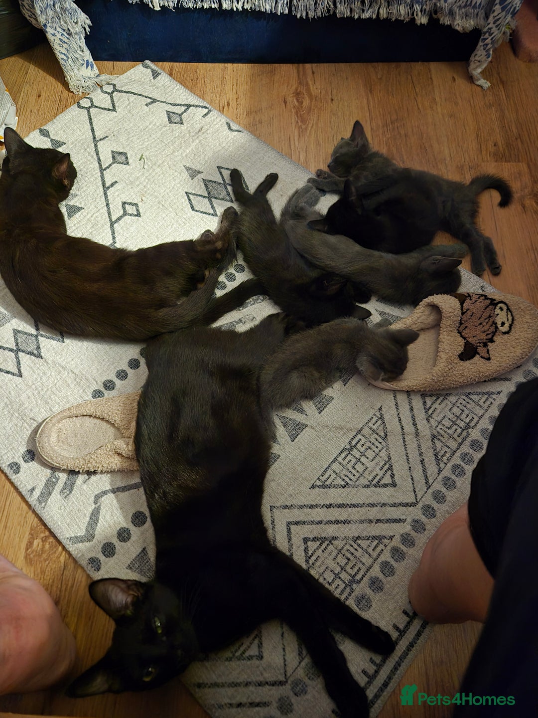 Mixed Breed cats for sale: Young cats - Image 2