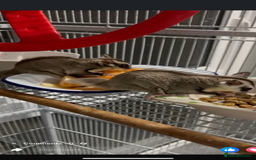 Sugar Glider rodents for sale: 2 X Female sugar gliders with cage - Image 1