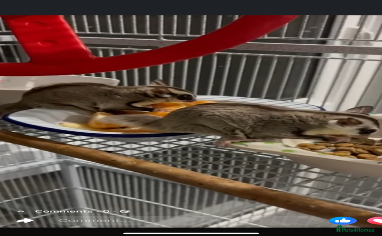 Sugar Glider rodents - Advert 2