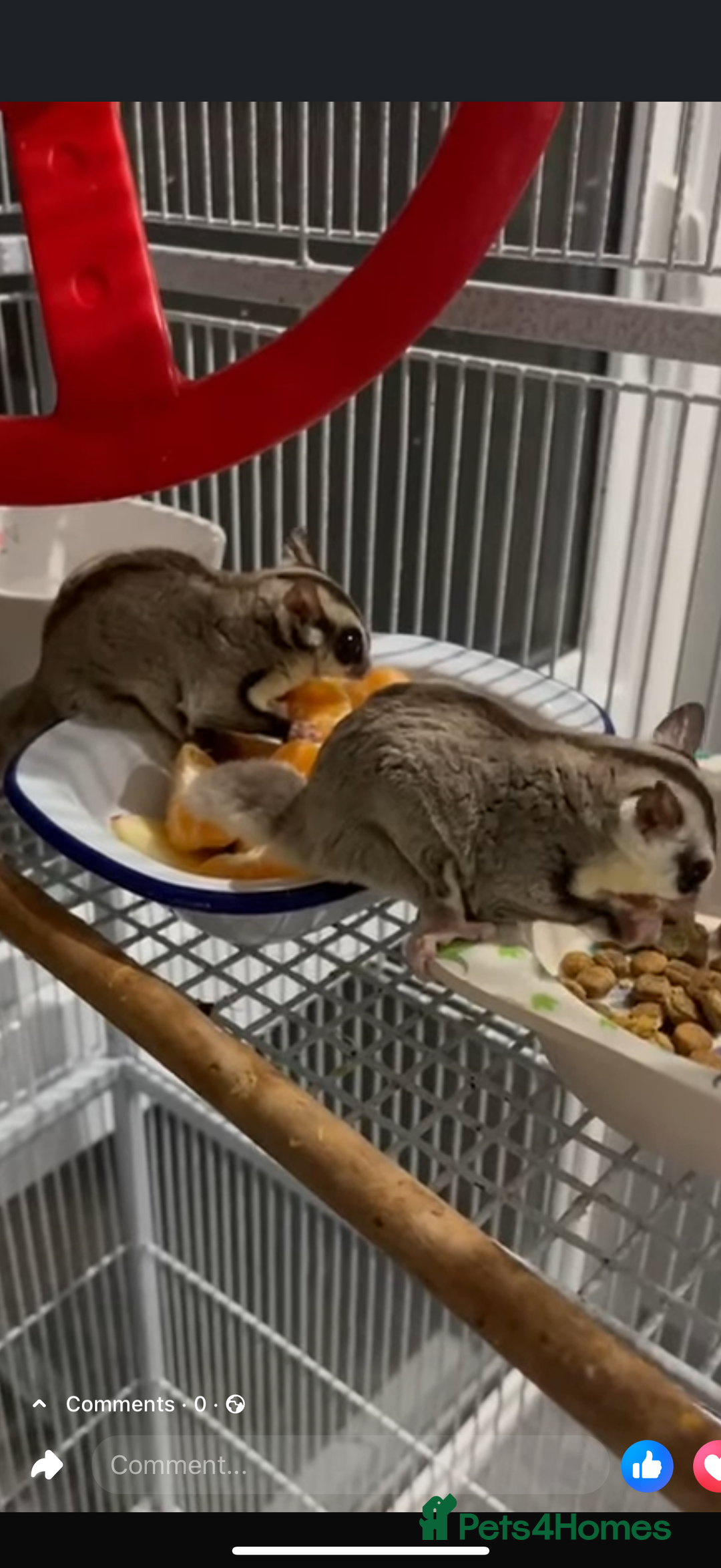 Sugar Glider rodents for sale: 2 X Female sugar gliders with cage - Image 1