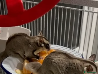 Sugar Glider rodents - Advert 4