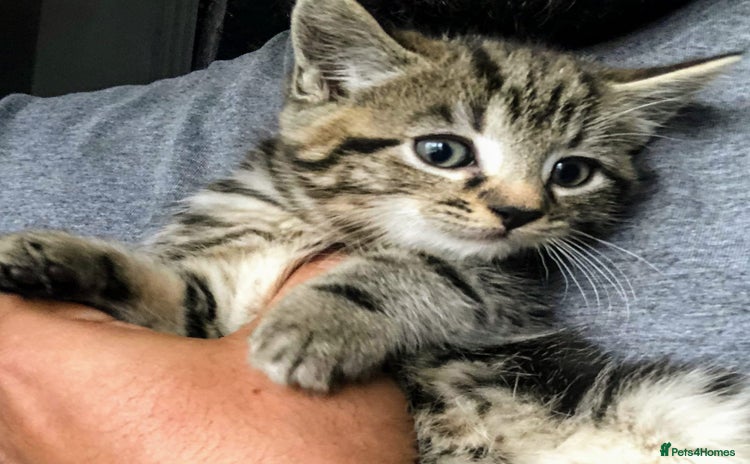 Mixed Breed cats Super gorgeous Ragdoll x Bengal kittens ready now - Advert 1