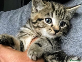 Mixed Breed cats Super gorgeous Ragdoll x Bengal kittens ready now - Advert 13