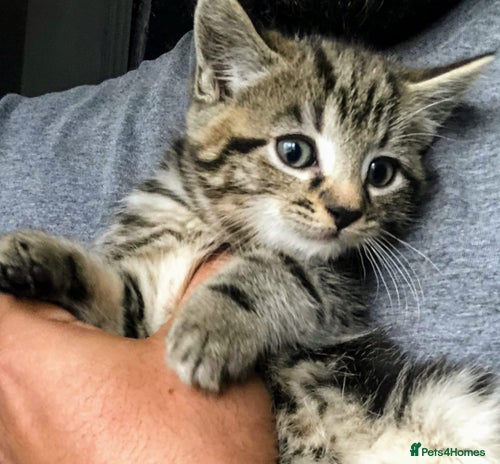 Mixed Breed cats Super gorgeous Ragdoll x Bengal kittens ready now - Advert 1