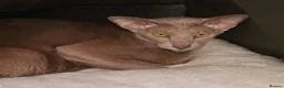 Oriental cats for sale: Beautiful GCCF Registered Oriental Girl  - Advert 2