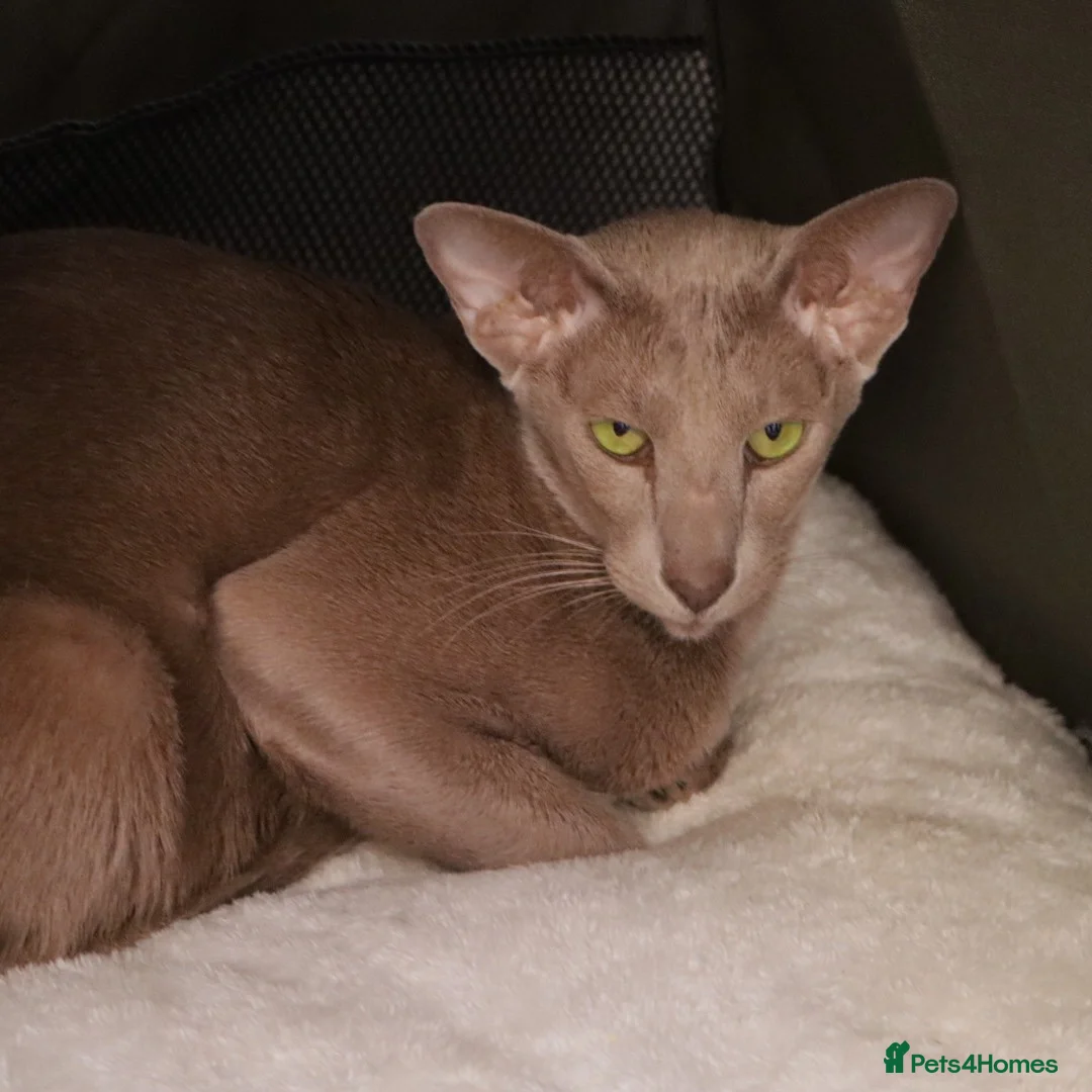 Oriental cats for sale: Beautiful GCCF Registered Oriental Girl  - Advert 2