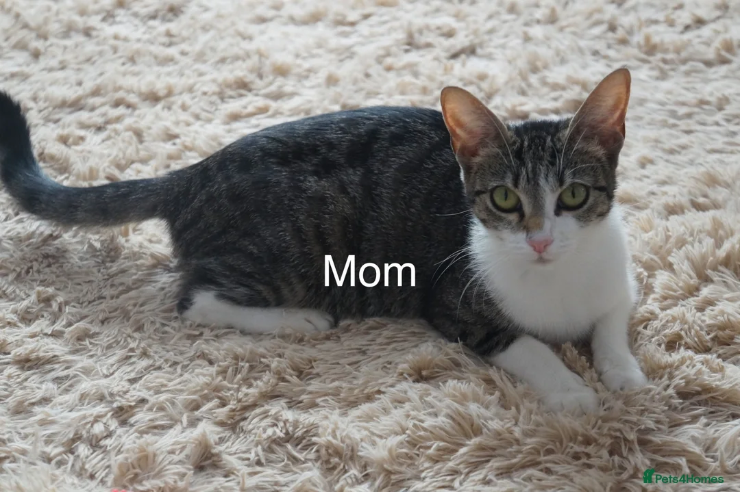 Domestic Shorthair cats for sale: 3 kittens for sale  in Tamworth - Advert 9