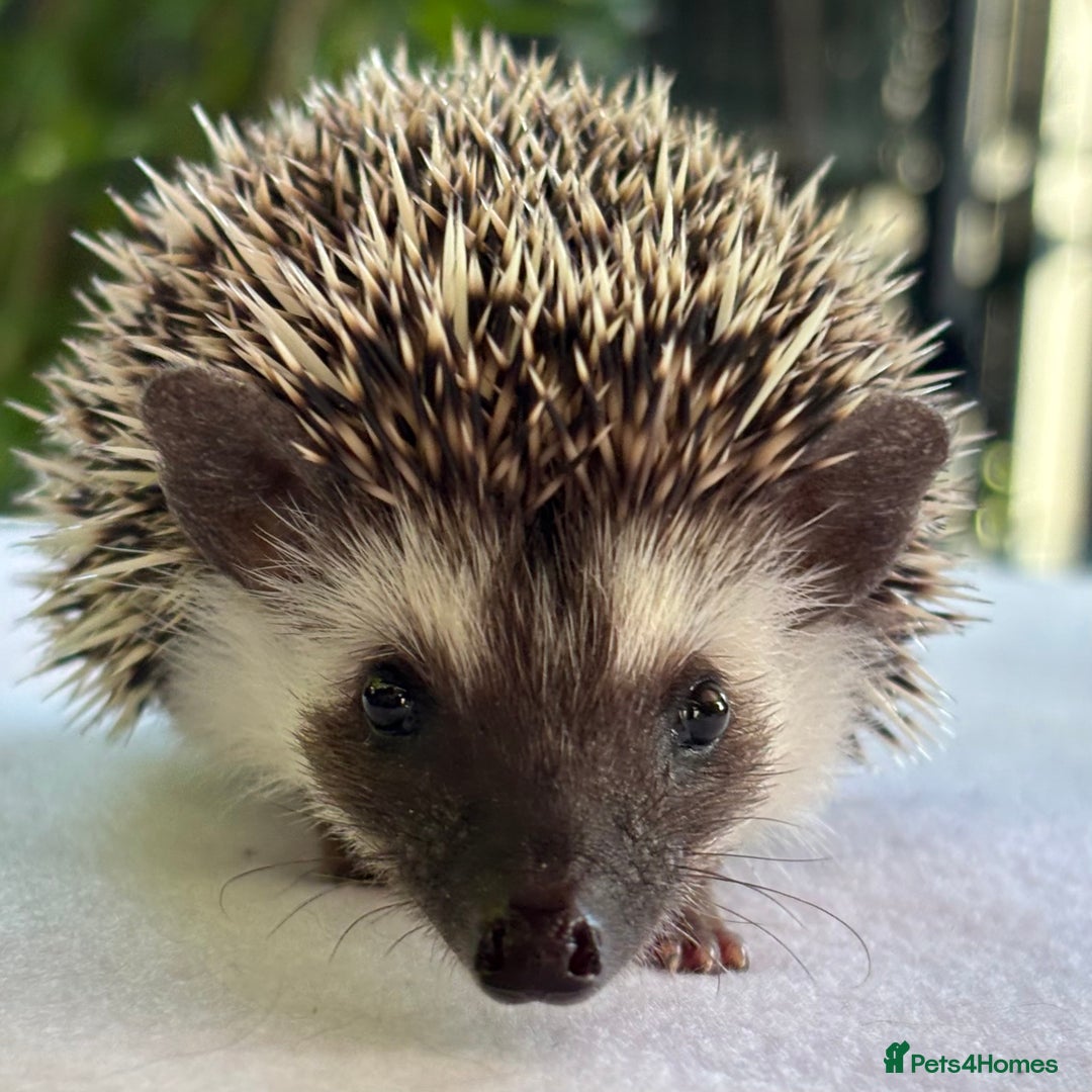 Pygmy Hedgehog rodents for sale: Pedigree African Pygmy Hedgehog 04.05.25 in Eastleigh - Image 8