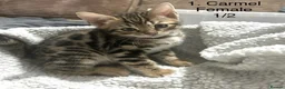 Bengal cats for sale: Full & Half Breed Bengal Kittens  - Advert 2