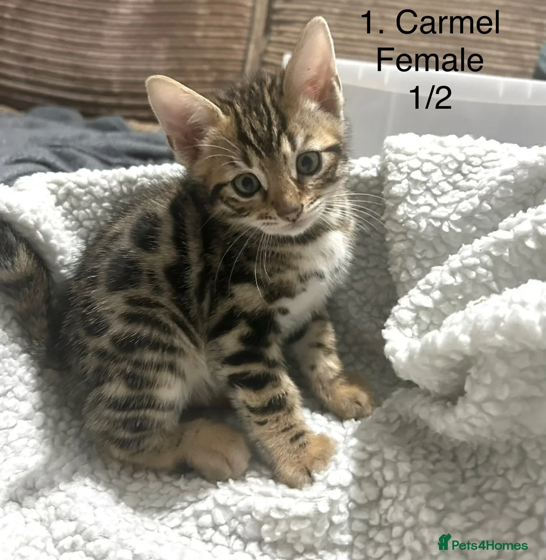Bengal cats for sale: Full & Half Breed Bengal Kittens  - Advert 2