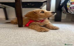 Mini Goldendoodle dogs for sale: GoldenDoodles Date of birth 01.05.2025 - Image 5