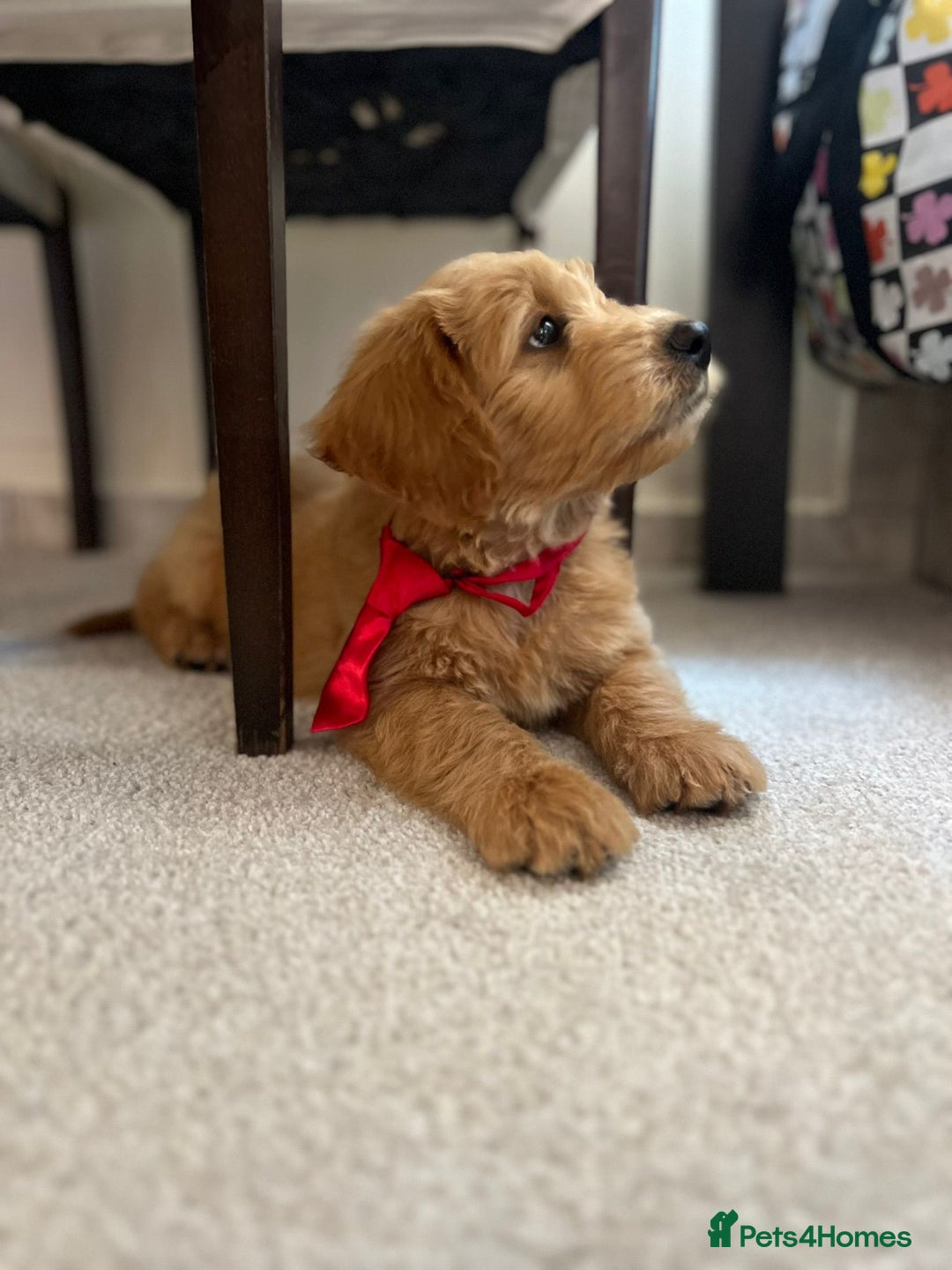 Mini Goldendoodle dogs for sale: GoldenDoodles Date of birth 01.05.2025 - Image 5