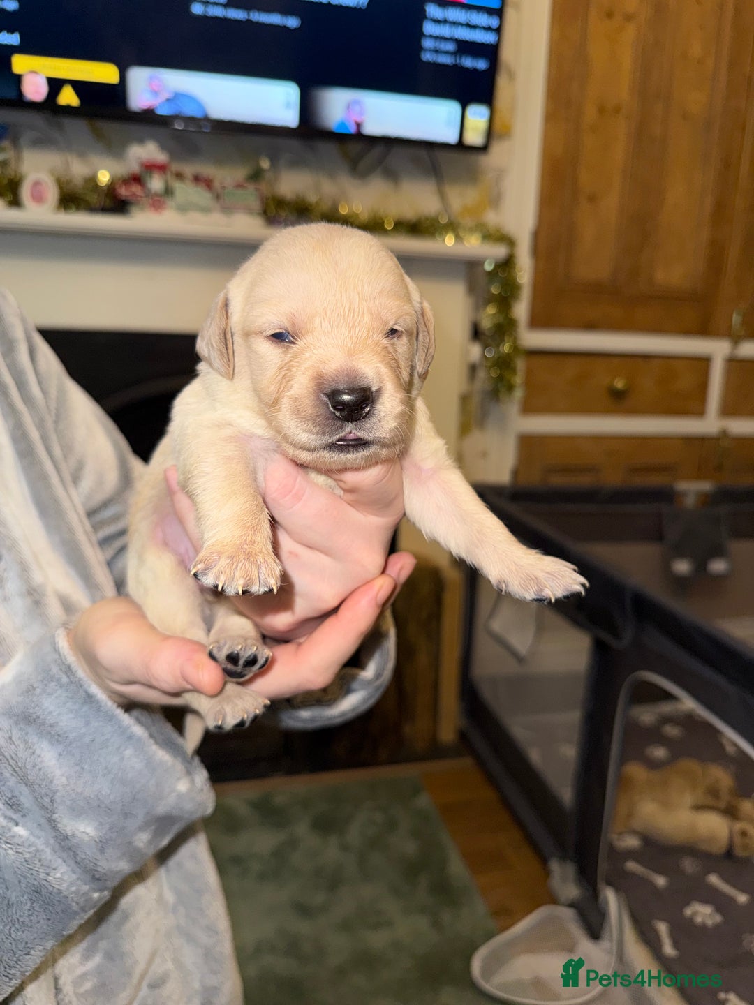 Goldador dogs for sale: 8 beautiful golden retriever x red lab puppies  - Advert 30