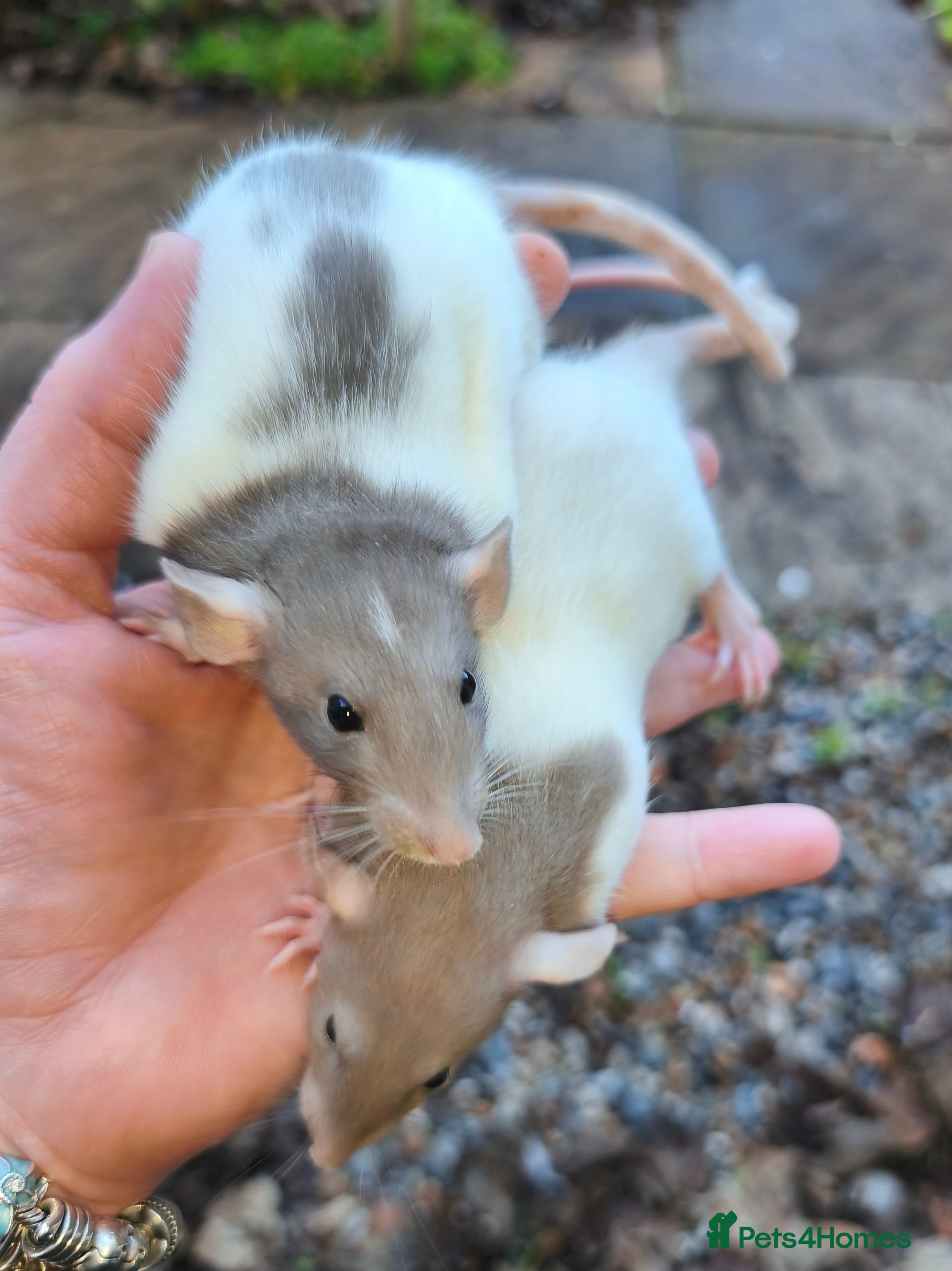 Rat rodents Beautiful male and female Dumbo rats - Advert 13