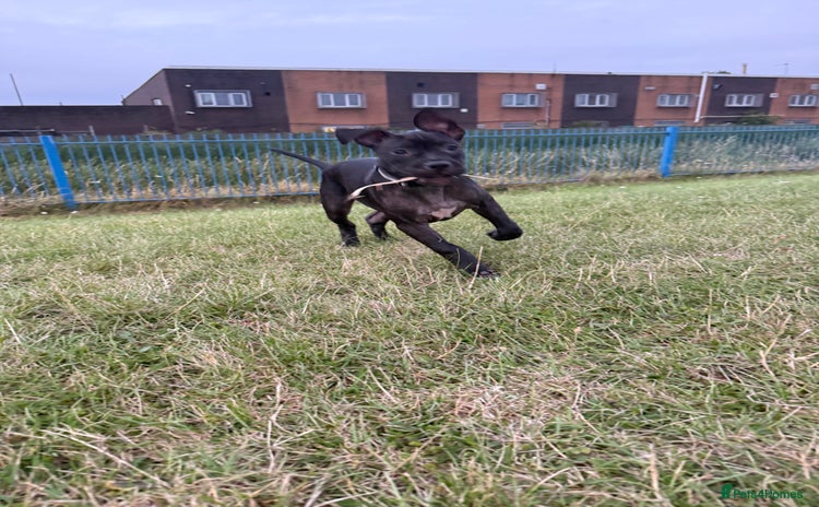 Staffordshire Bull Terrier dogs in Liverpool - Advert 10