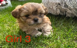 Shih Tzu dogs for sale: Adorable Shih tzu puppies for sale - Image 9