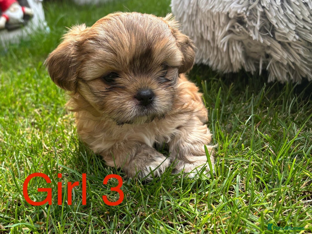 Shih Tzu dogs for sale: Adorable Shih tzu puppies for sale - Image 9