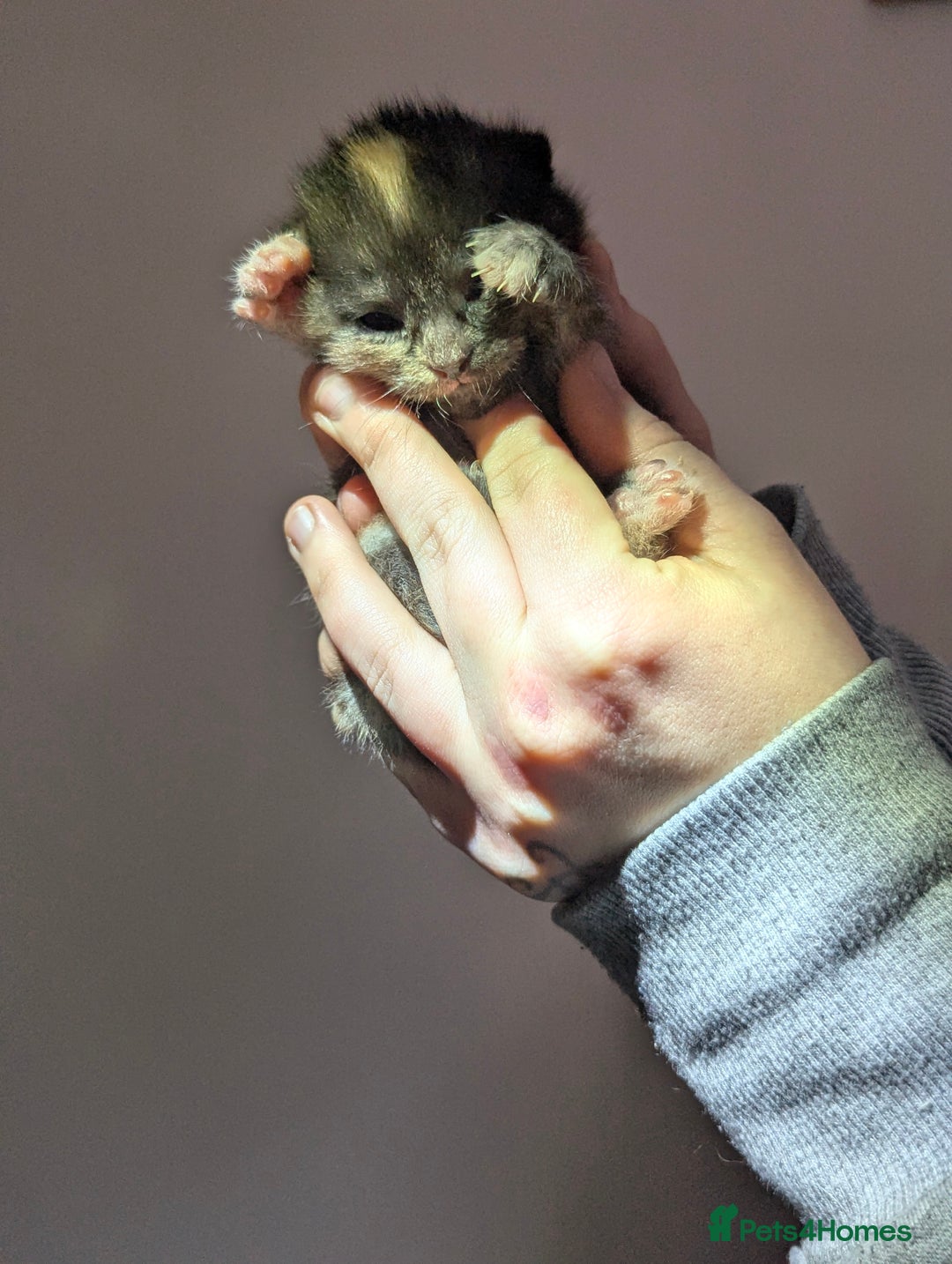 Maine Coon cats for sale: 2 week old kittens - Advert 5