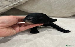 Cavapoo dogs for sale: F1 cavapoo puppies heath tested  - Image 34