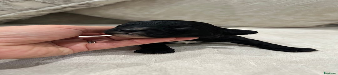 Blue collar Black boy with white 