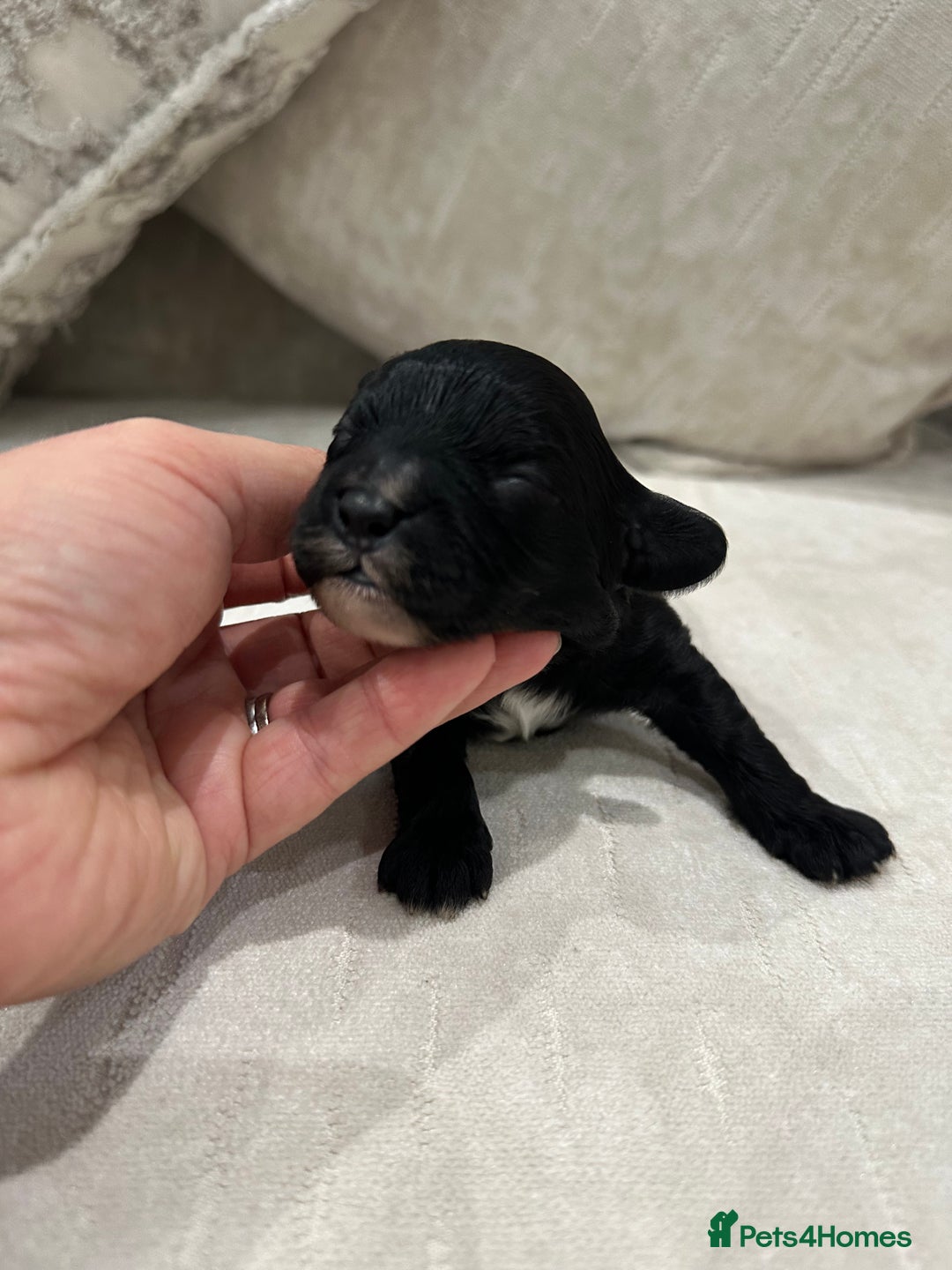 Cavapoo dogs for sale: F1 cavapoo puppies heath tested  - Image 34