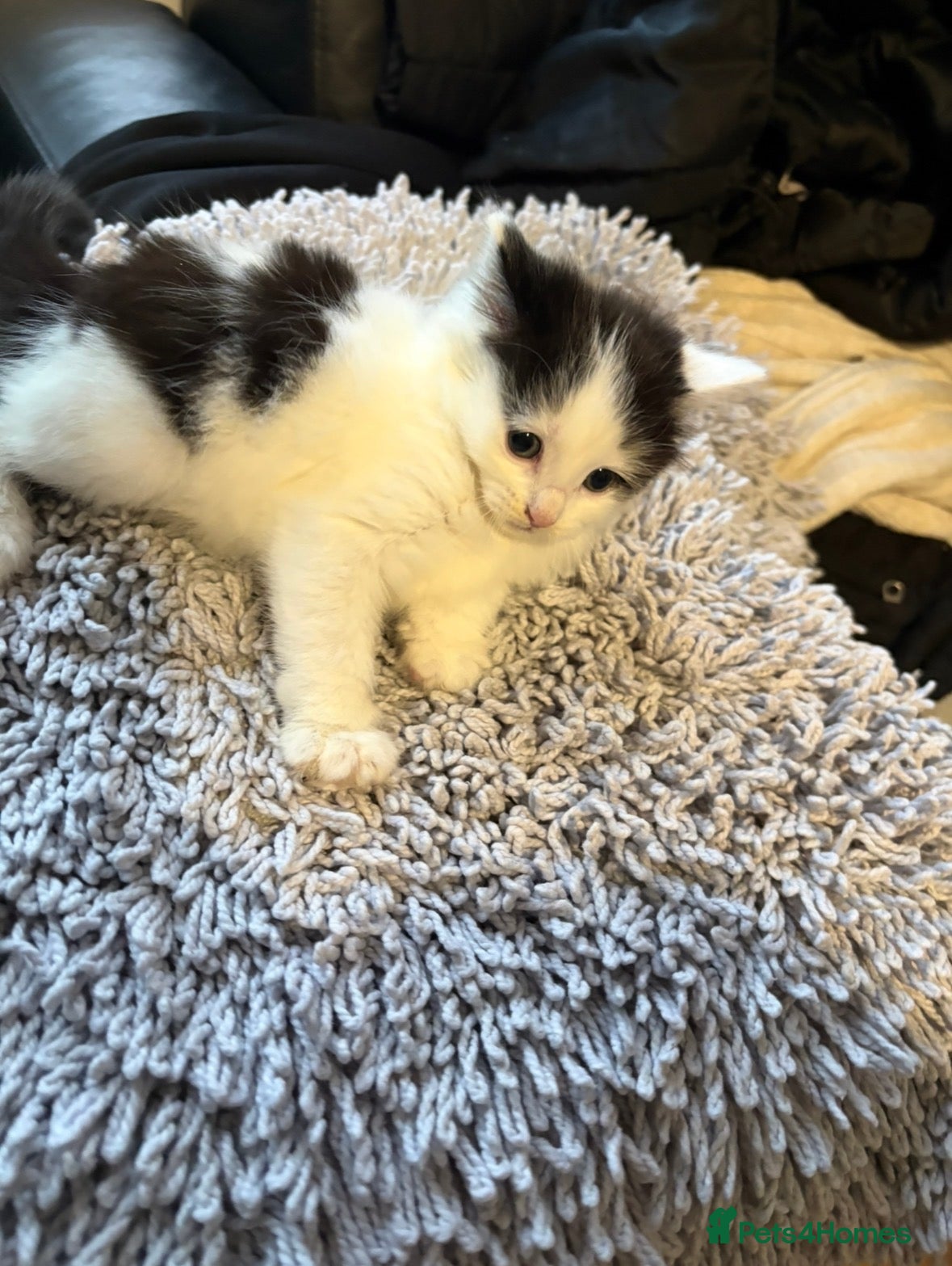 Mixed Breed cats Beautiful kittens - Advert 5