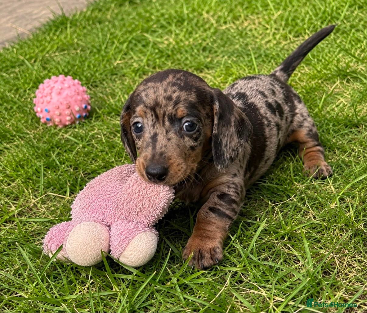 Miniature Dachshund dogs 🐾 Gorgeous Miniature Dachshund Puppies 🐾 - Advert 1