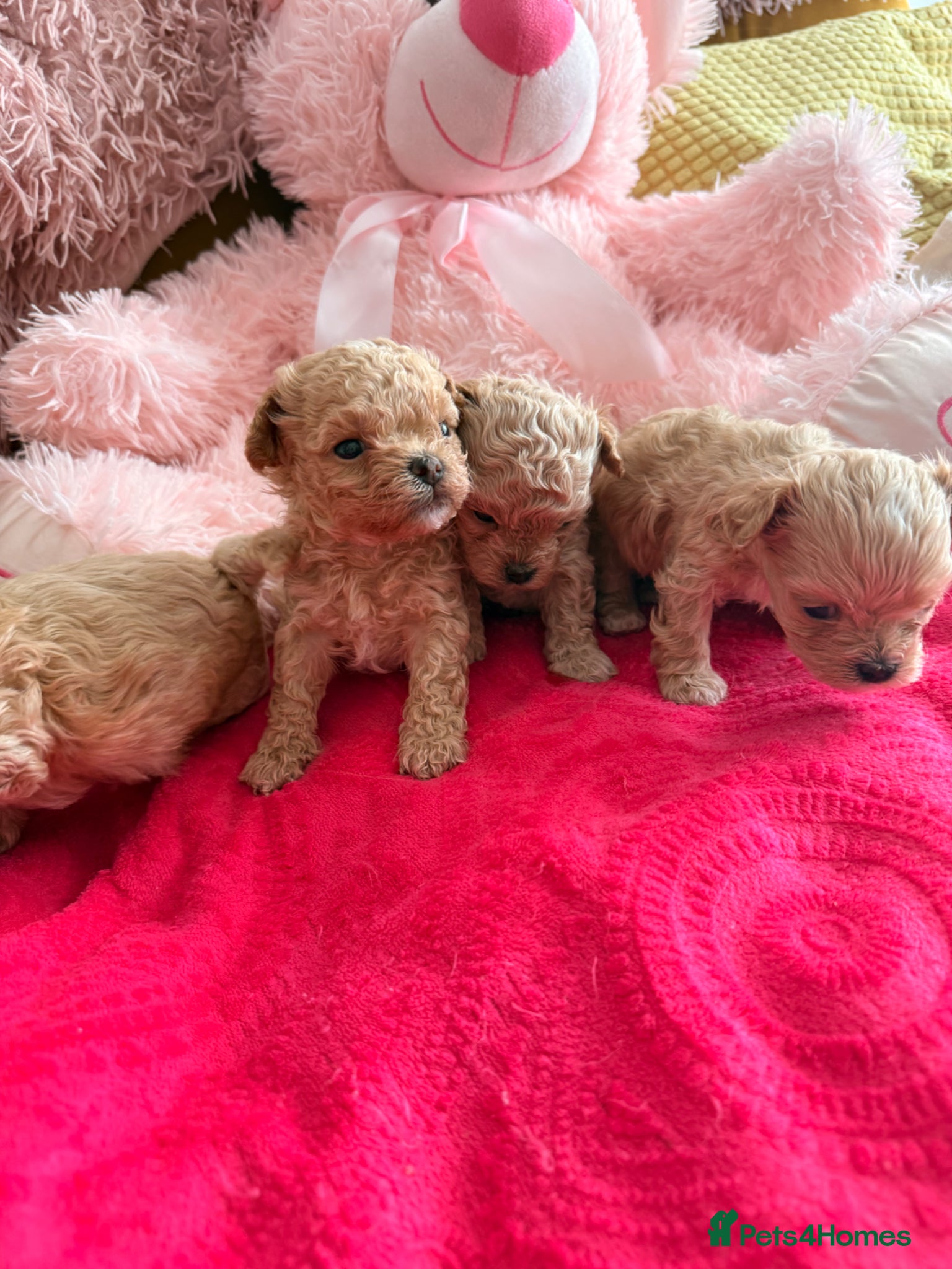 Maltipoo dogs 🤎Beautiful litter of Mini Mini Matipoo 🤎 - Advert 11