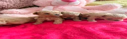 Maltipoo dogs for sale: 🤎Beautiful litter of Mini Mini Matipoo 🤎 in London - Advert 7
