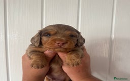 Miniature Dachshund dogs for sale: 3 Beautiful miniature longhair dachshund puppies - Image 20