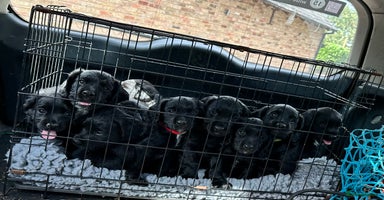 Cocker Spaniel dogs - Advert 14