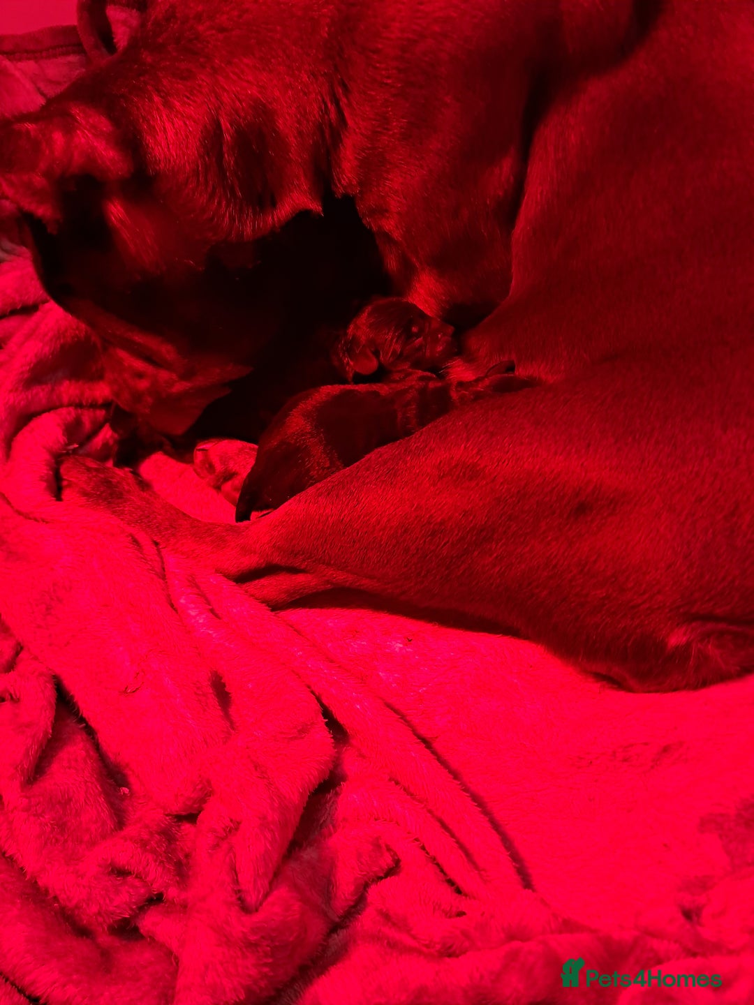 Mixed Breed dogs for sale: Froodles French bulldog x poodle - Advert 3