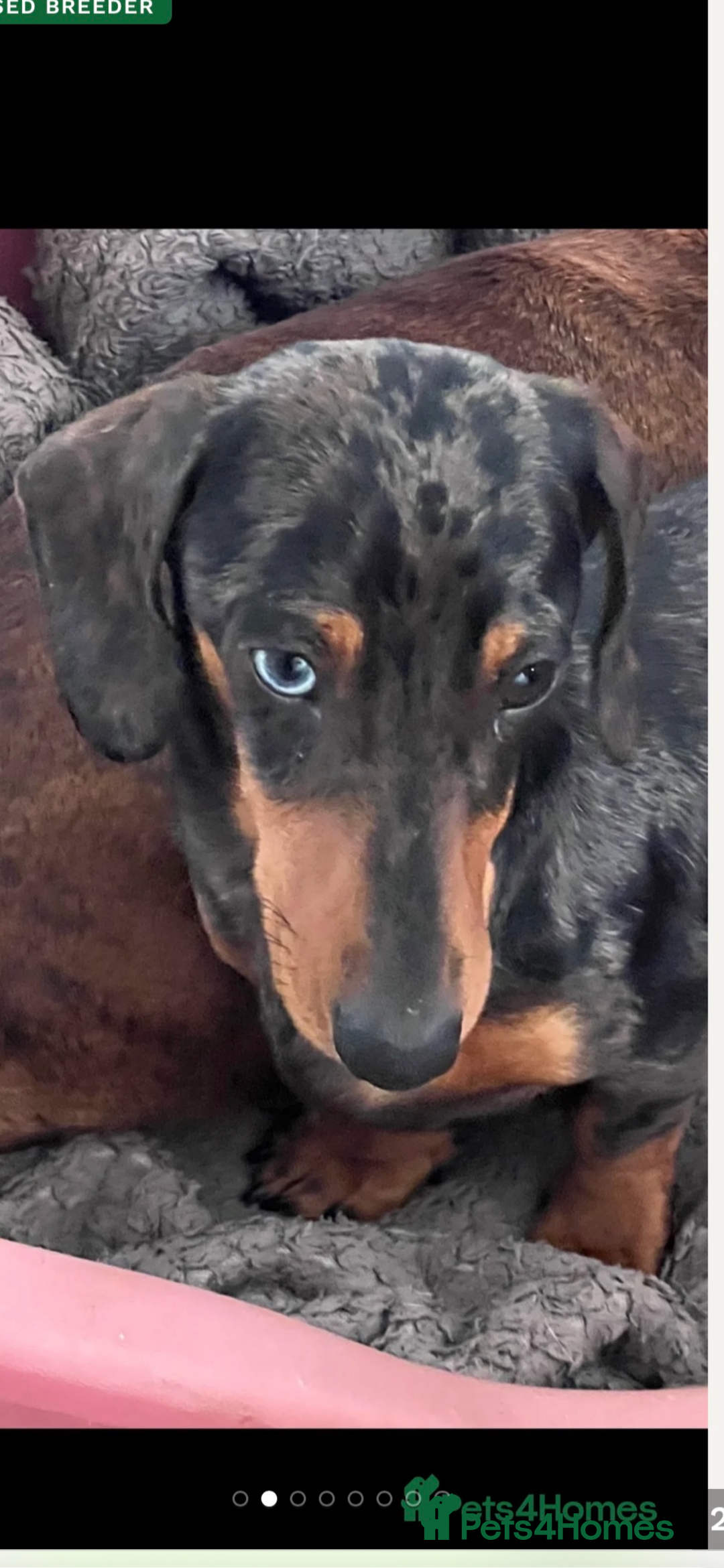 Miniature Dachshund dogs for sale: GORGEOUS TRUE MINIATURE DACHSHUND  - Image 4