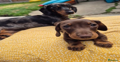 Miniature Dachshund dogs - Advert 13