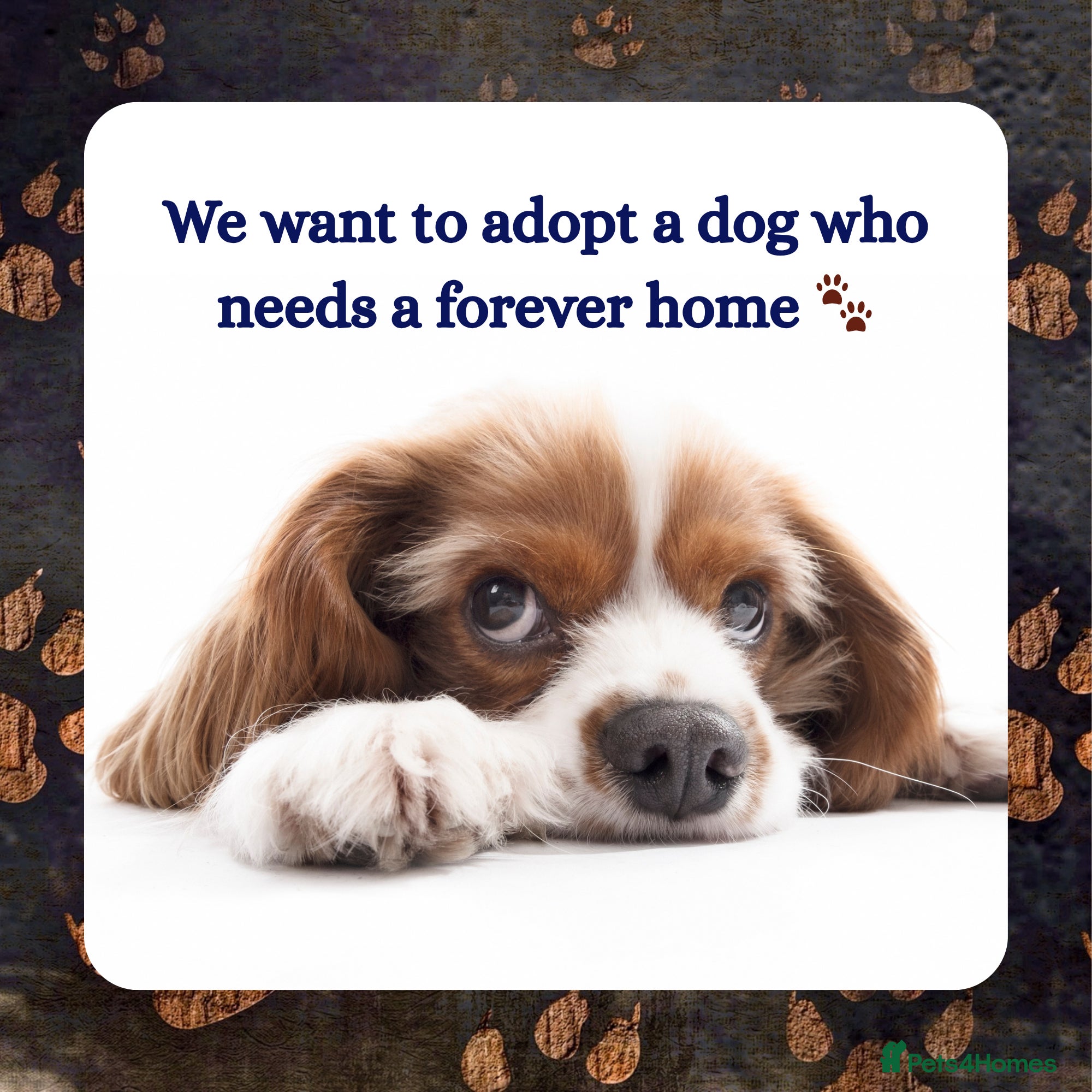 Mixed Breed dogs We can provide a loving, forever home 🏡  - Advert 8
