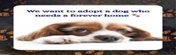 Mixed Breed dogs for sale: We can provide a loving, forever home 🏡  - Advert 1