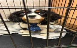 Cavalier King Charles Spaniel dogs for sale: Beautiful Cavalier, King, Charles boy ❤️ - Image 9