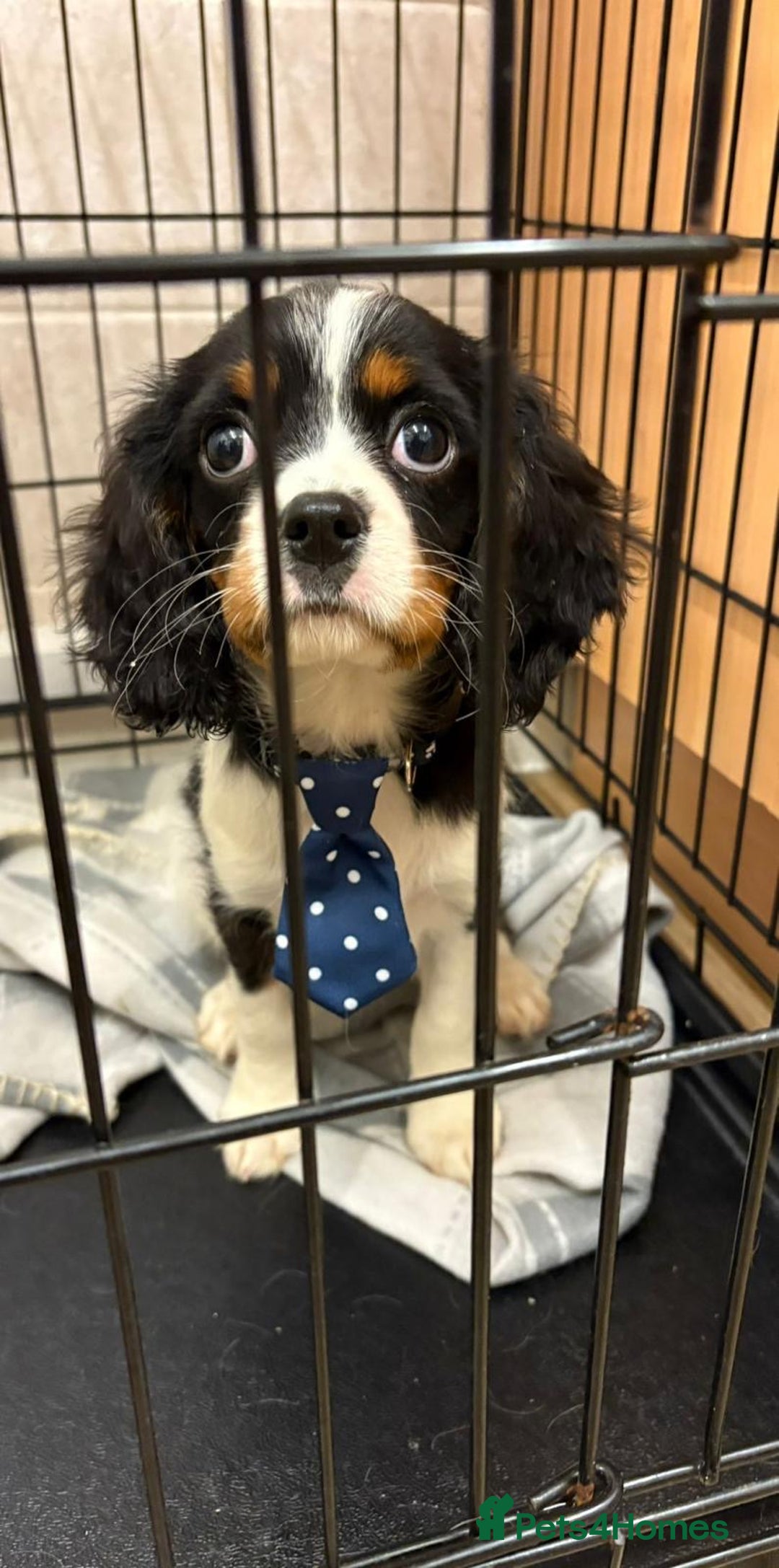 Cavalier King Charles Spaniel dogs for sale: Beautiful Cavalier, King, Charles boy ❤️ - Image 9