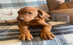 Hungarian Vizsla dogs for sale: *Bruno* Top class bred male Vizsla pup in Barnard Castle - Image 11