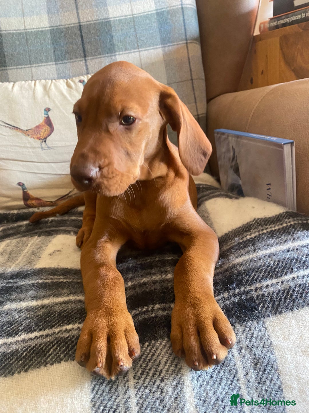 Hungarian Vizsla dogs for sale: *Bruno* Top class bred male Vizsla pup in Barnard Castle - Image 11