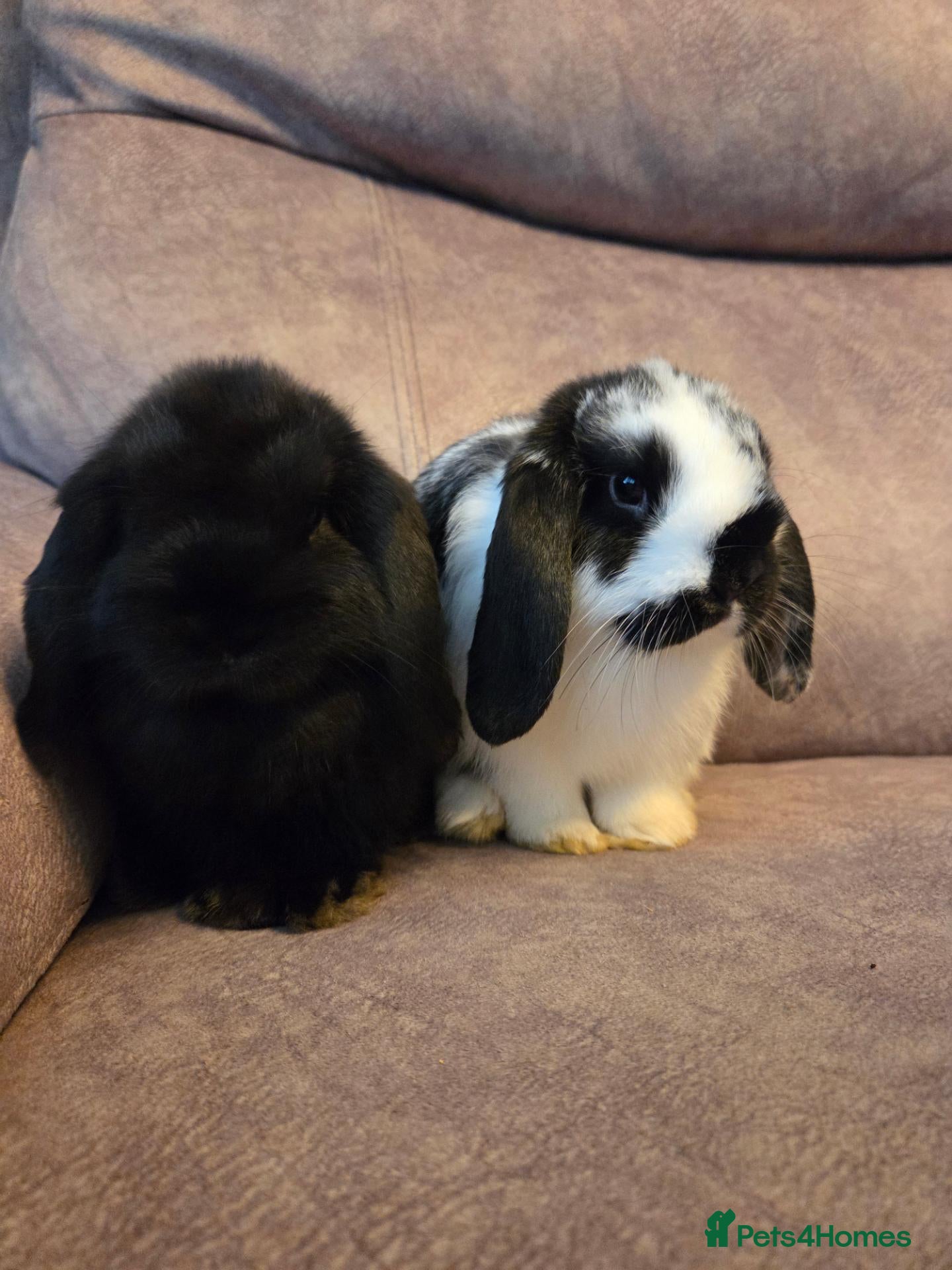 Mini Lop rabbits Very Tame Mini lop Boy & Girl 10 weeks - Advert 1
