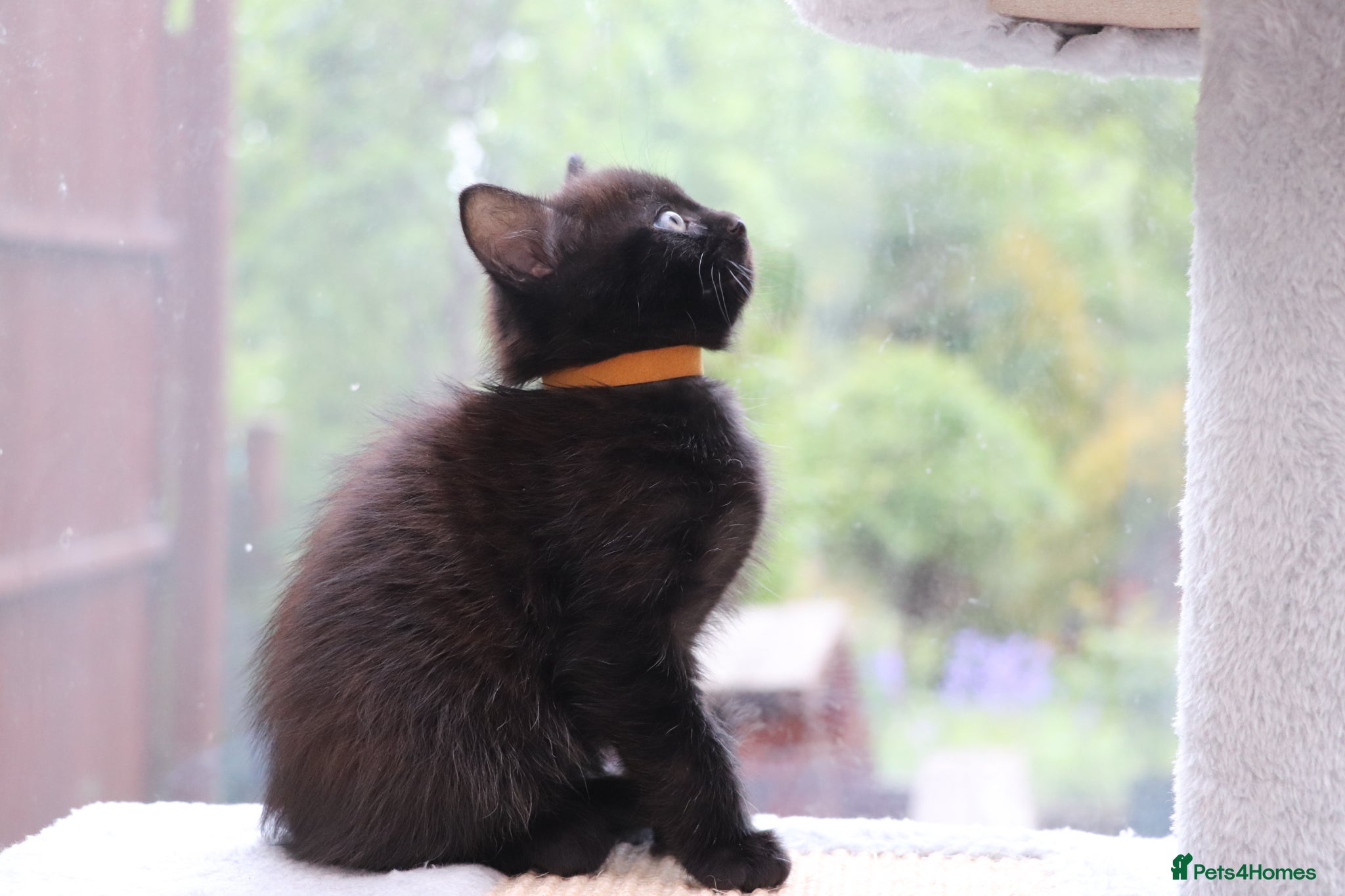 Domestic Shorthair cats Black Kitten  Ready NOW  - Advert 4