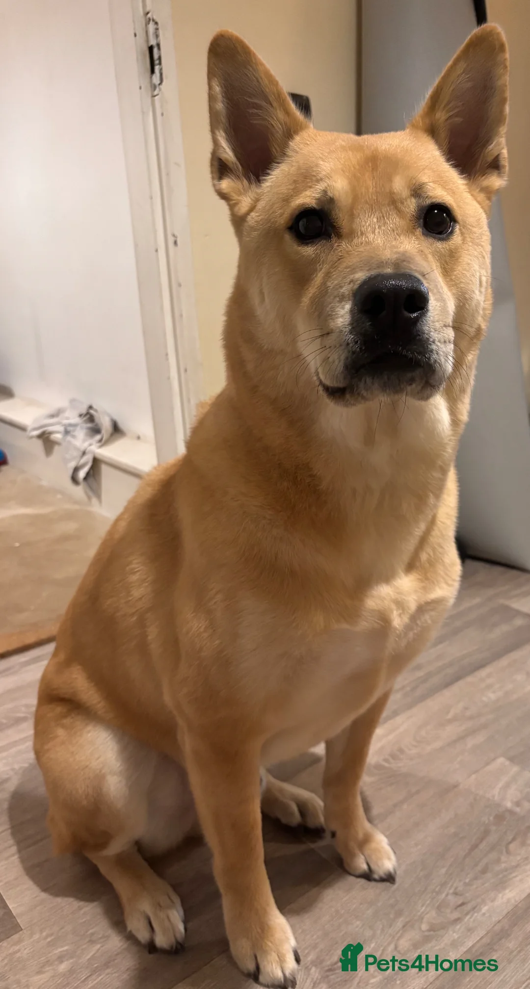 Mixed Breed dogs for sale: A special home for a special boy ❤️ - Advert 2