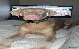 Dobermann dogs for sale: Pink male Doberman  - Image 2